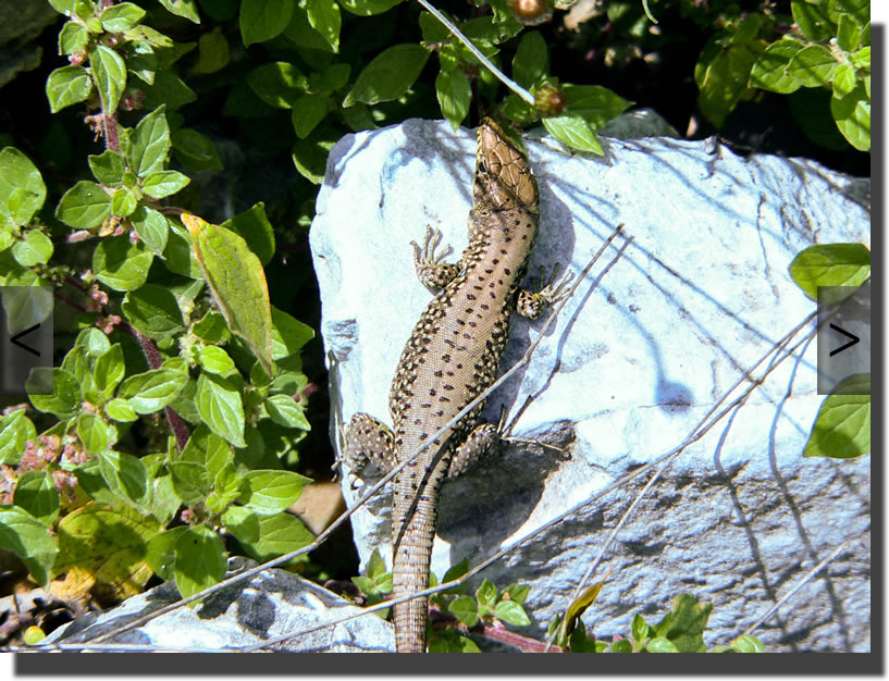 hellenolacerta graeca